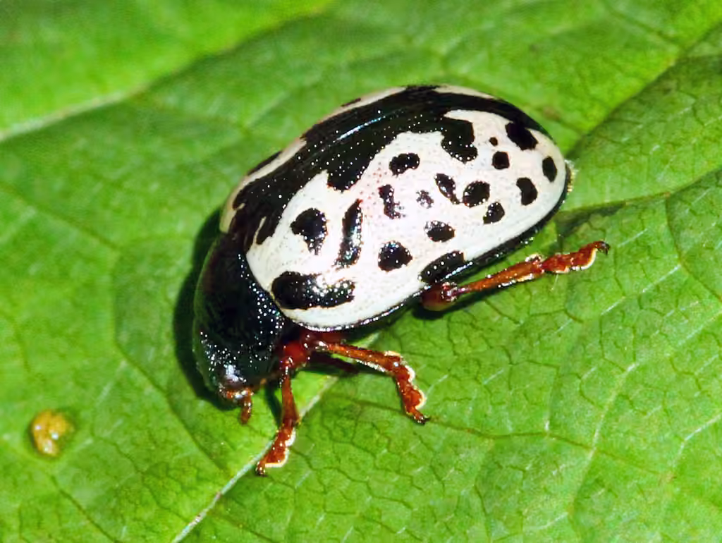 Unknown leaf beetle, photo 2 of 5