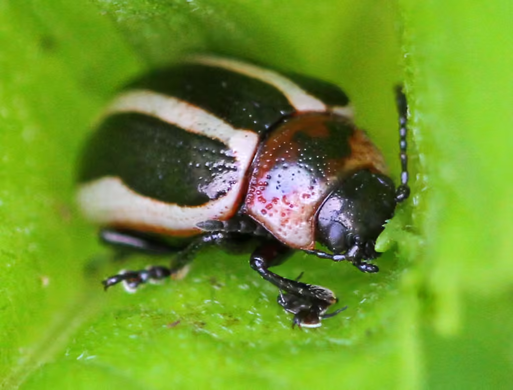 Coreopsis Beetle