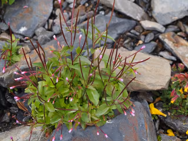 Pimpernel willowherb, photo 1 of 5