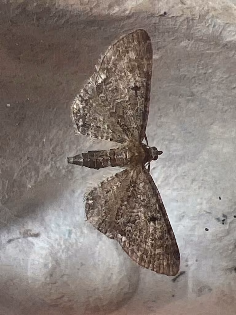 Grey Pug Moth