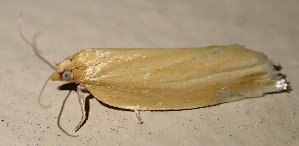 Clemens' Clepsis Moth, photo 2 sur 5