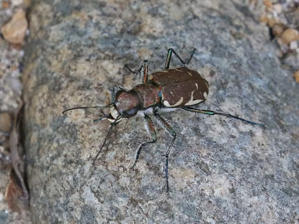 Appalachian Tiger Beetle, Male