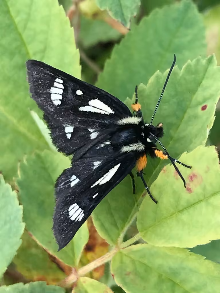 MacCulloch's Forester Moth, photo 1 sur 5