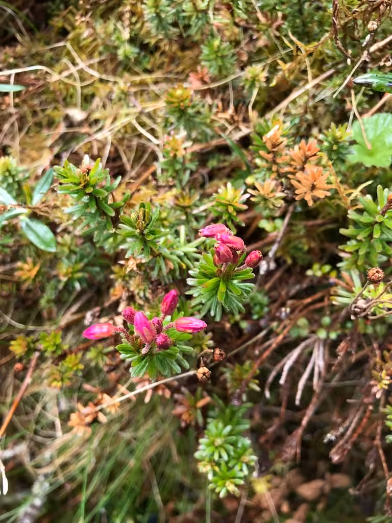 Purple mountain heather, Flower buds