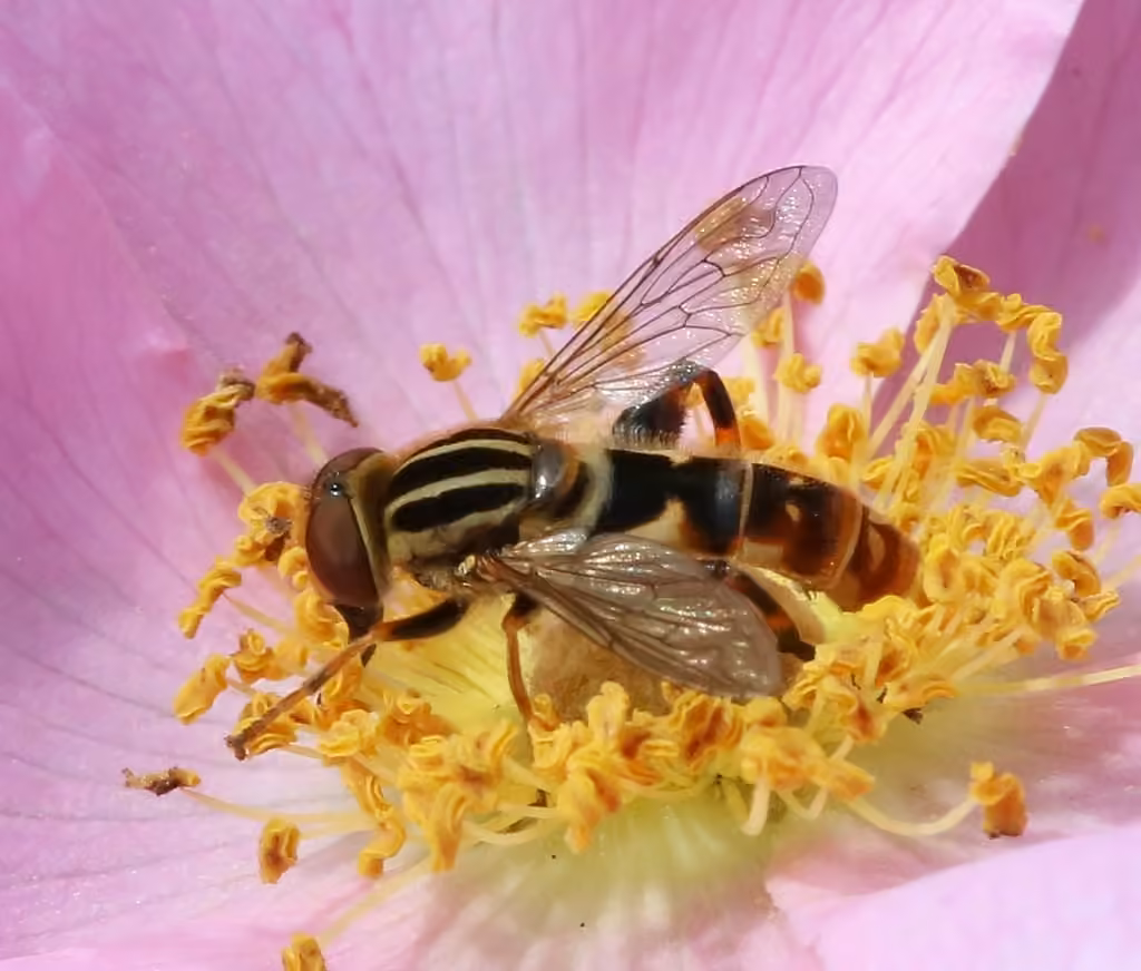 Lump-legged Swamp Fly, Male