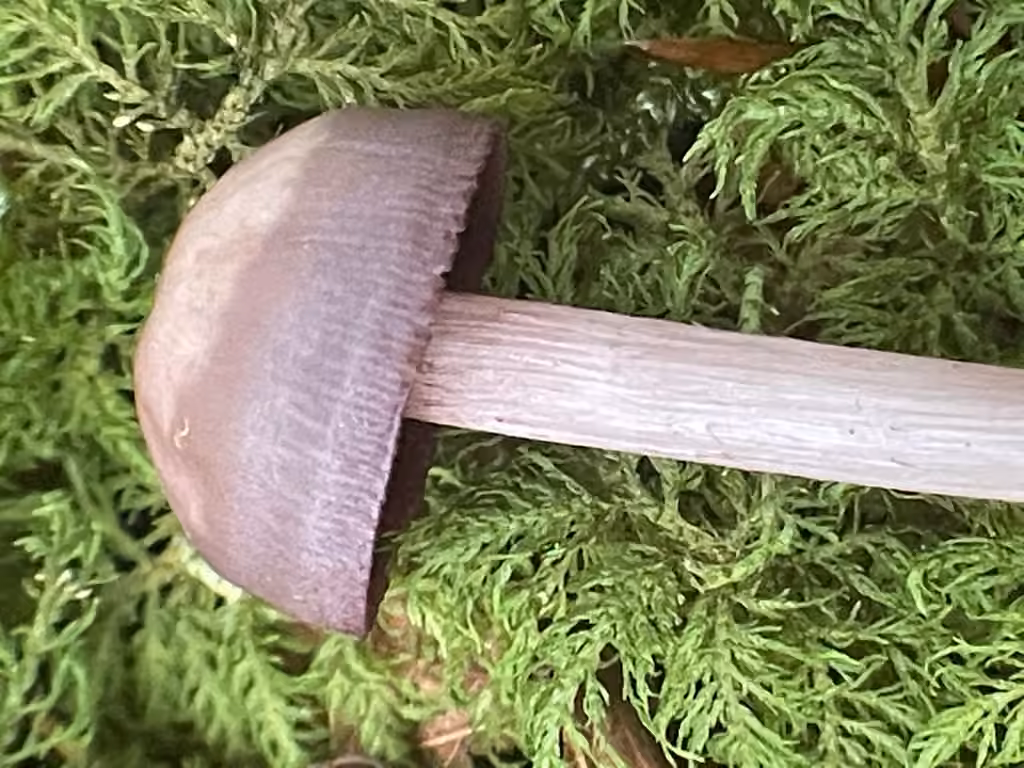 Mycène gris violet, photo 2 sur 5