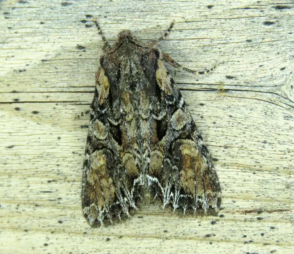 Nevada Arches Moth, Adulte