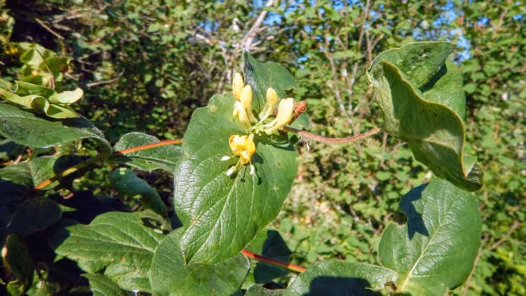 Hairy honeysuckle, In fruit