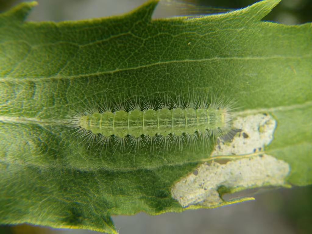 Mountain Plume Moth, Chenille