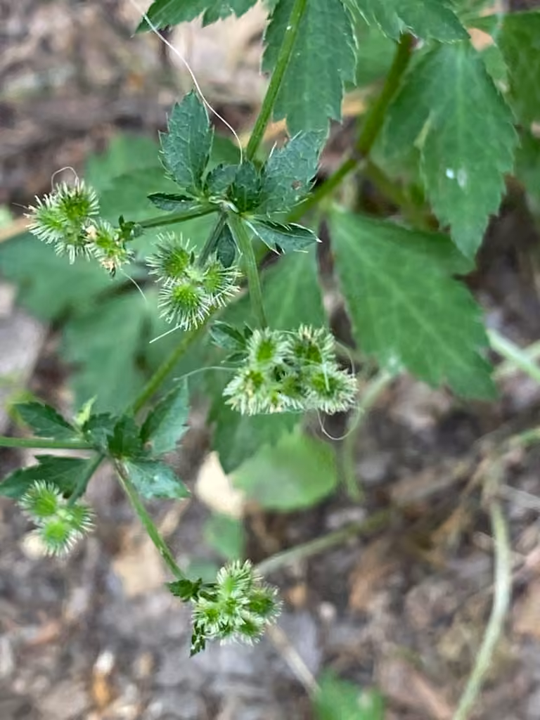 Sanicle du Canada, En fruits