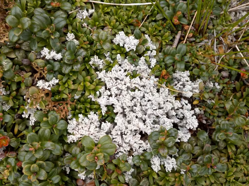 Alpine Foam Lichen, photo 2 of 5