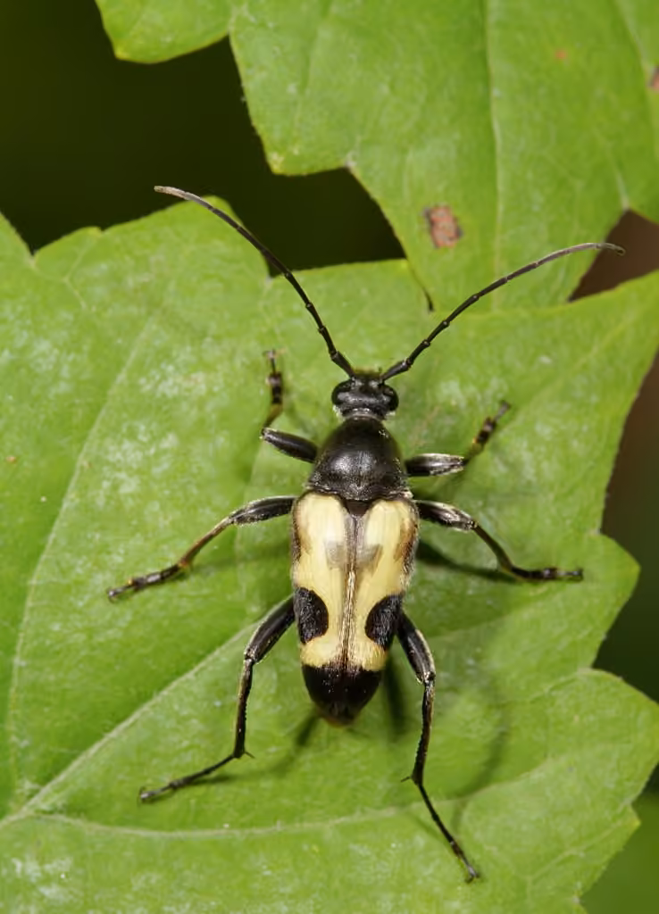 Chestnut Longhorn Beetle, photo 1 of 5
