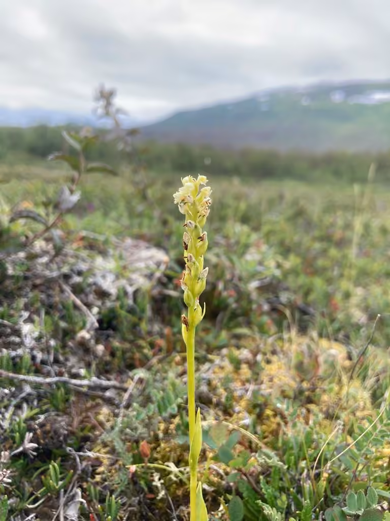Vanilla-scented bog orchid, In fruit
