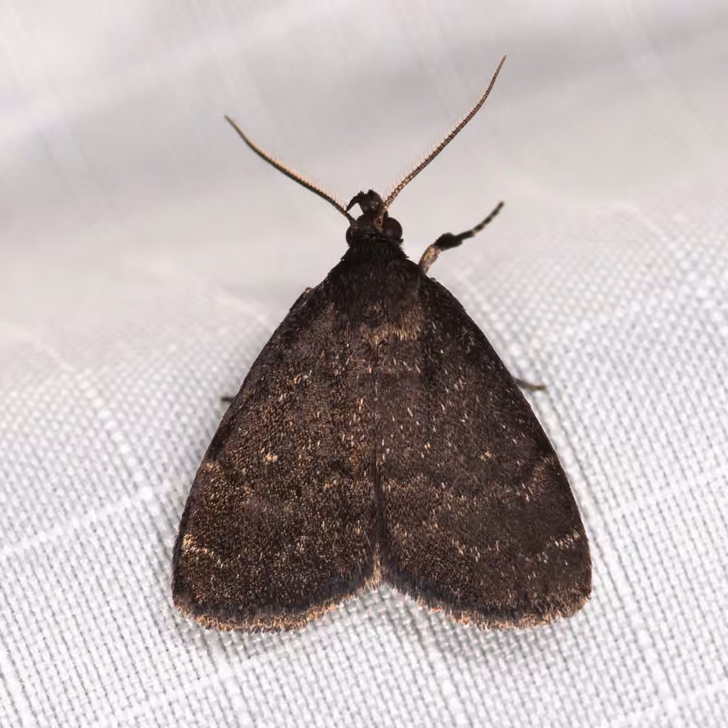Rotund Idia Moth, photo 3 sur 5