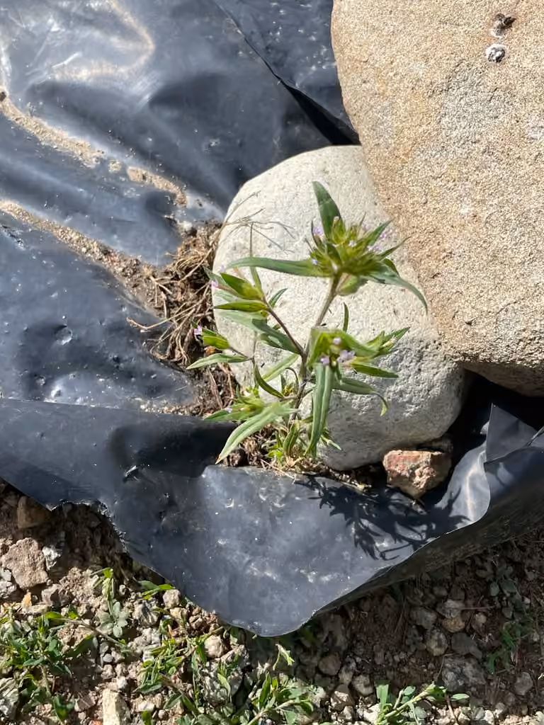 Tiny trumpet, In fruit
