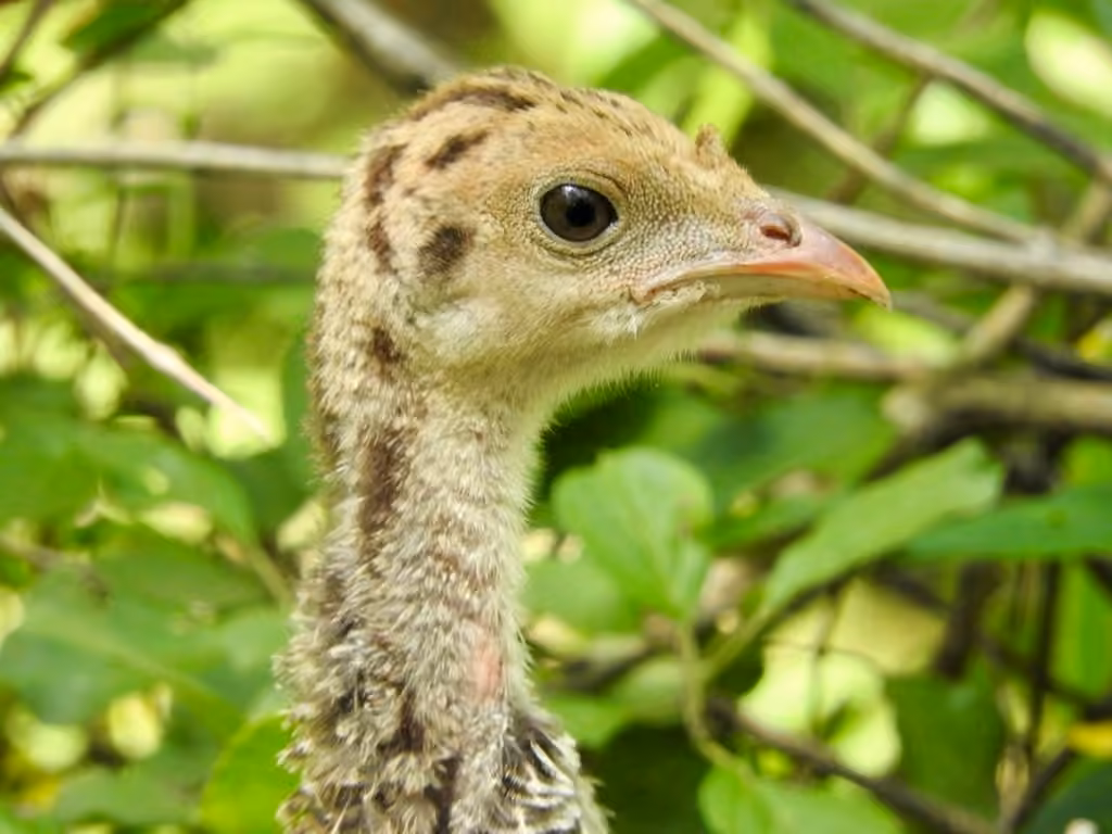 Wild Turkey, Juvenile