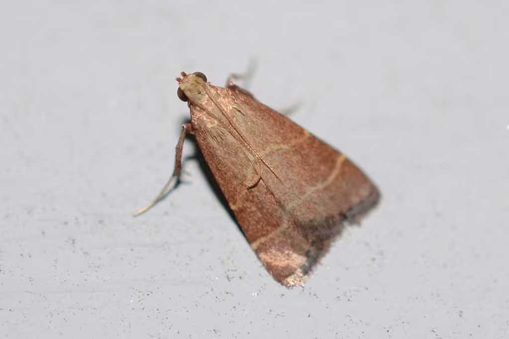 Posturing Arta Moth, photo 3 sur 5