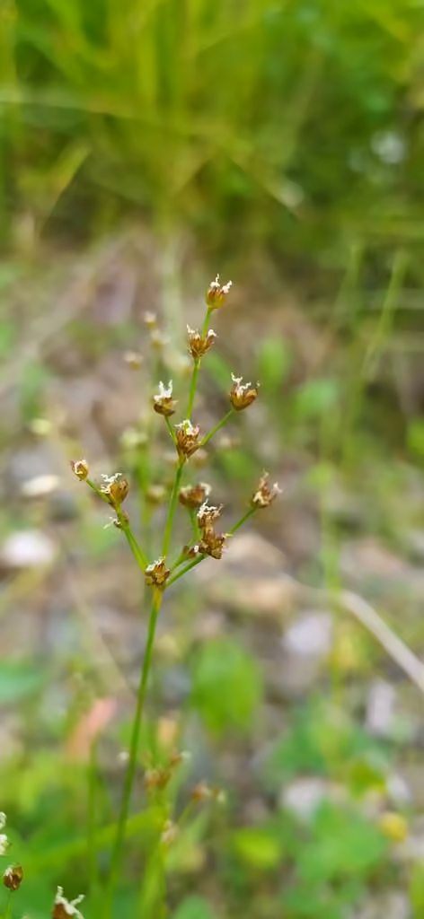 Northern green rush, In flower