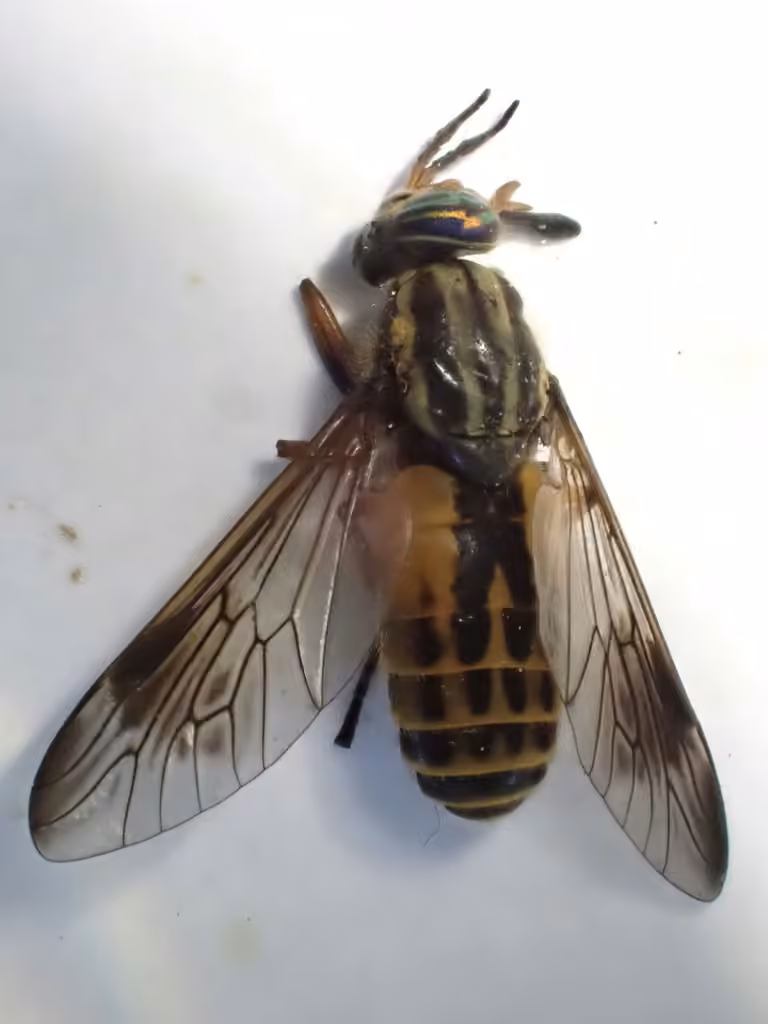 Sherman's Deer Fly, Female
