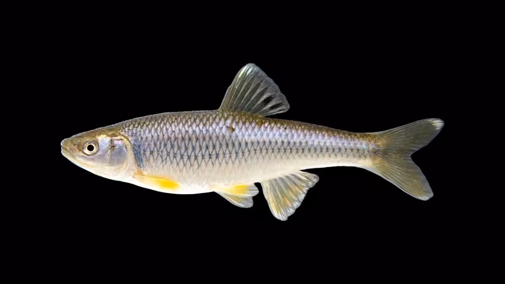 Spotfin Shiner, photo 1 of 5