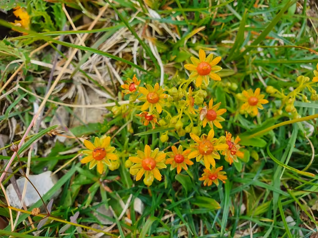 Saxifrage jaune, En fruits