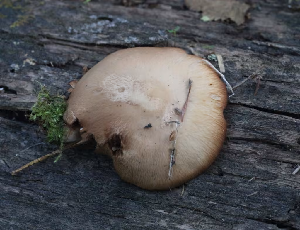 Psathyrelle cotonneuse, photo 2 sur 5