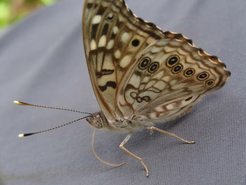 Hackberry Emperor, Adult