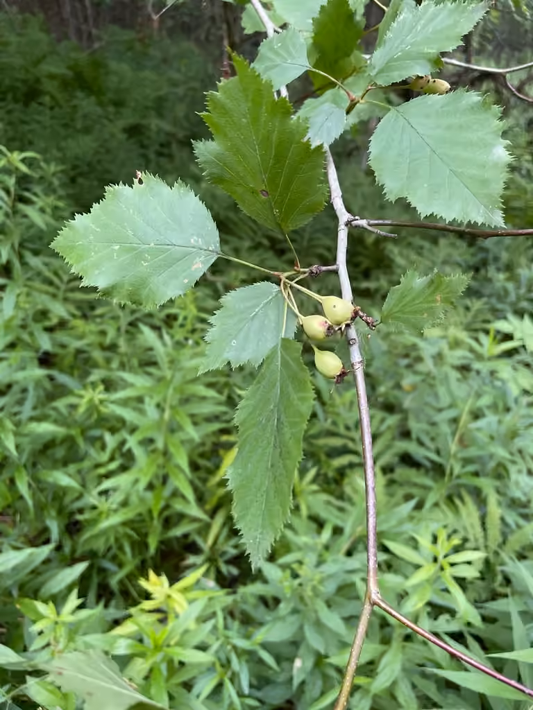 Aubépine de Holmes, En fruits