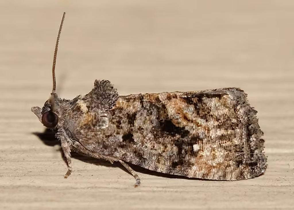 Dotted Gymnandrosoma Moth, photo 1 of 5