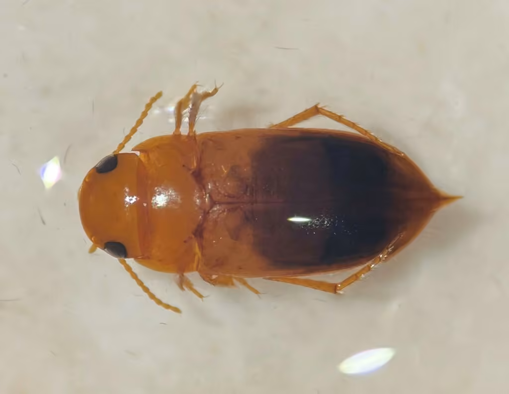 Hubbell's Predaceous Diving Beetle, photo 3 of 5