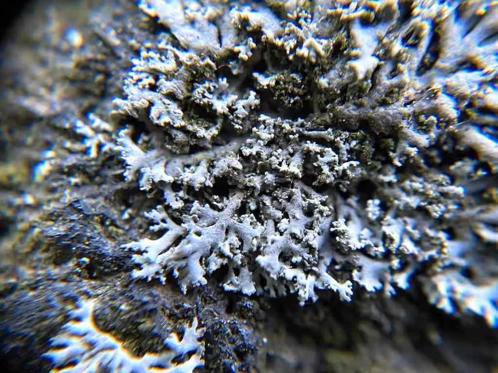 Physcie de Thomson, photo 1 sur 5