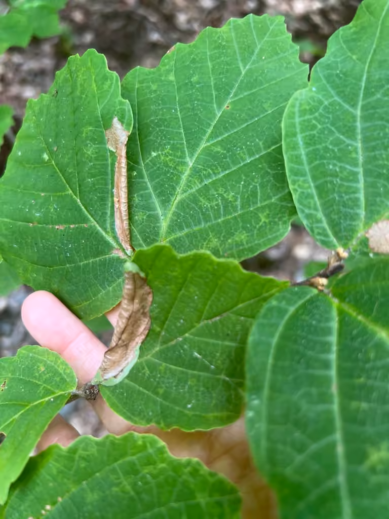 Sumac Leaftier Moth, Leaf mine
