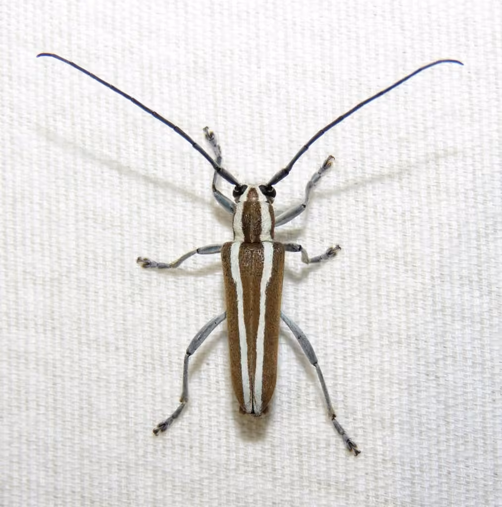 Round-headed Apple Tree Borer, photo 2 of 5