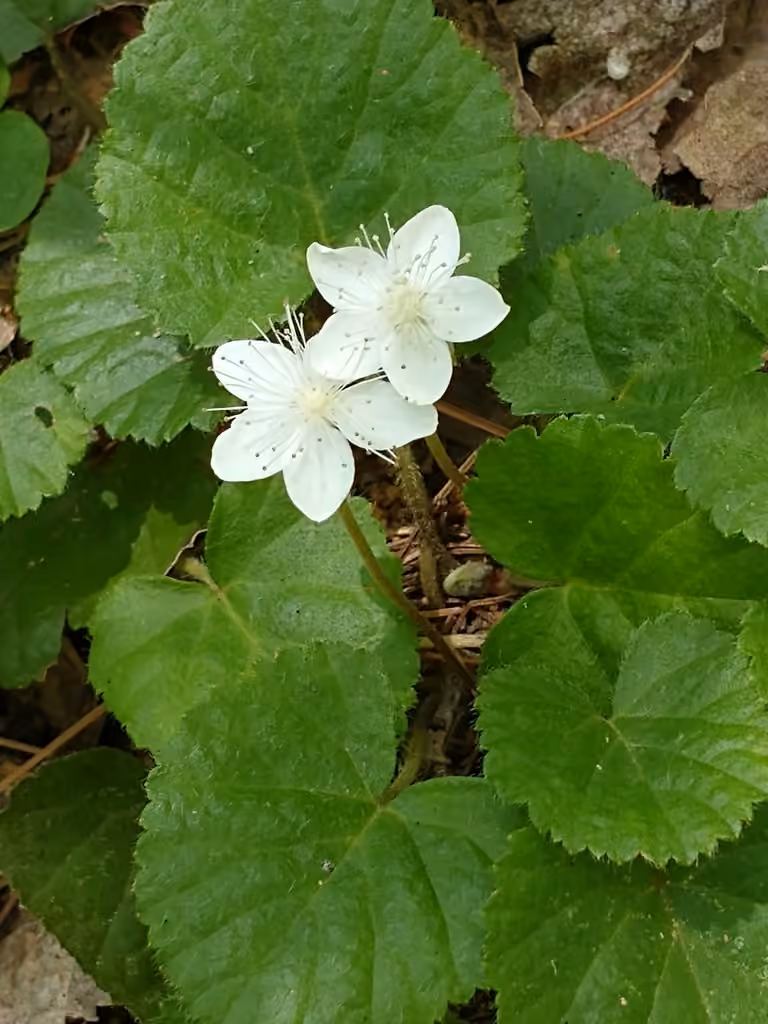 Dalibarde rampante, En fleurs