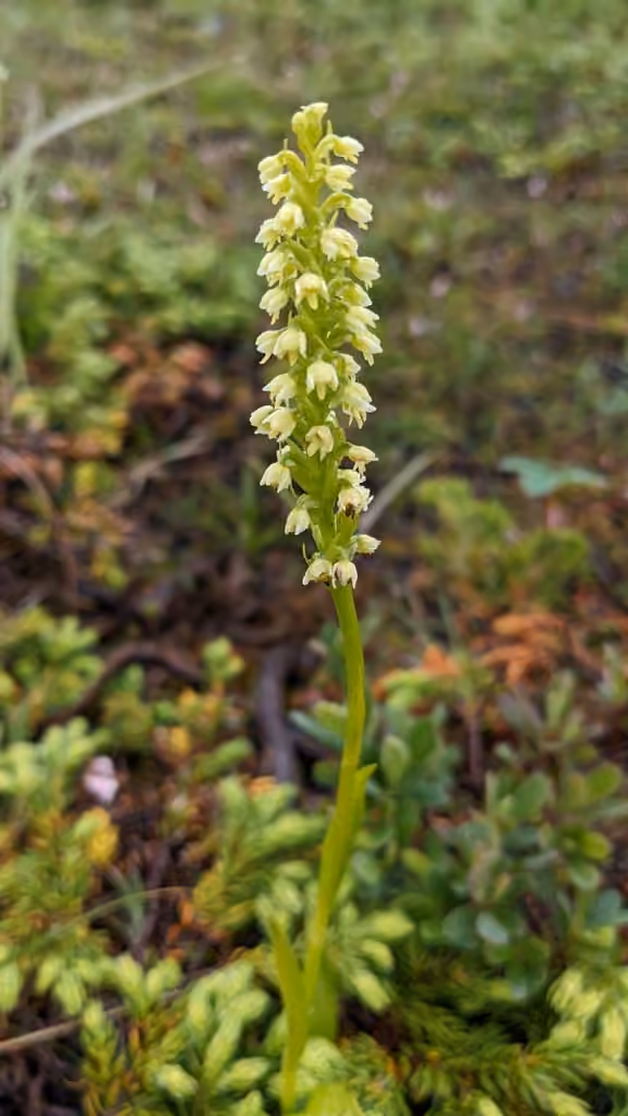 Vanilla-scented bog orchid, photo 1 of 5