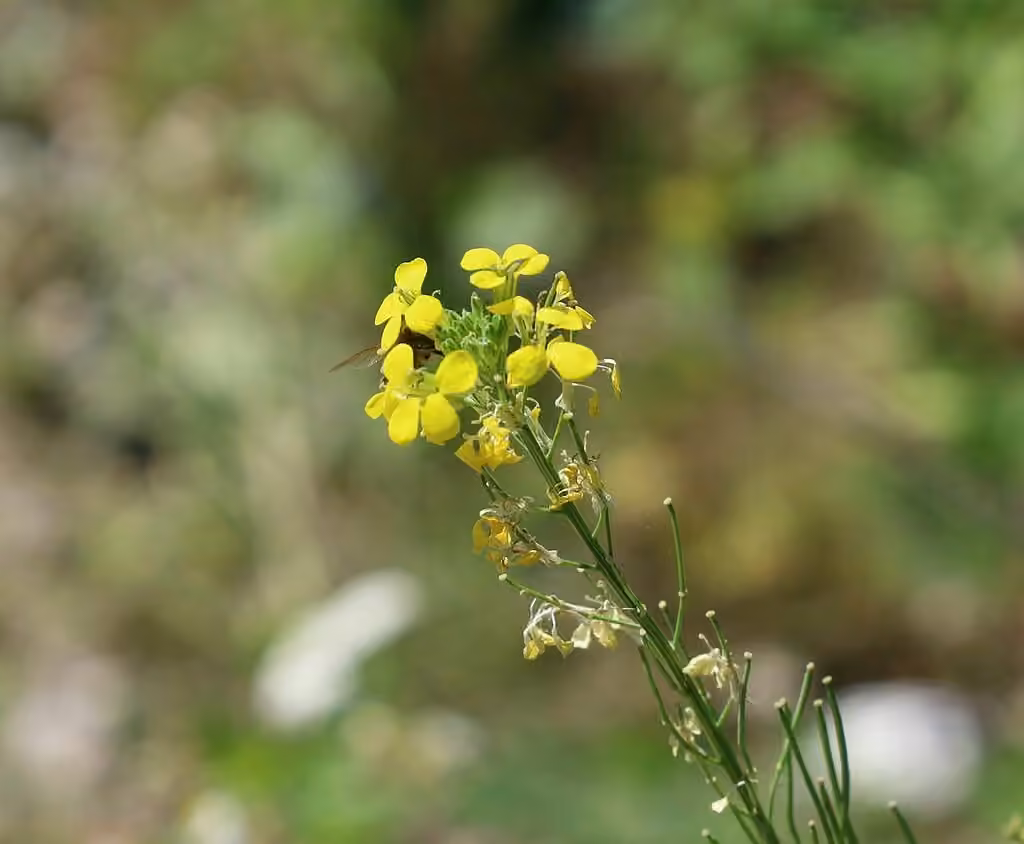European wallflower, In flower
