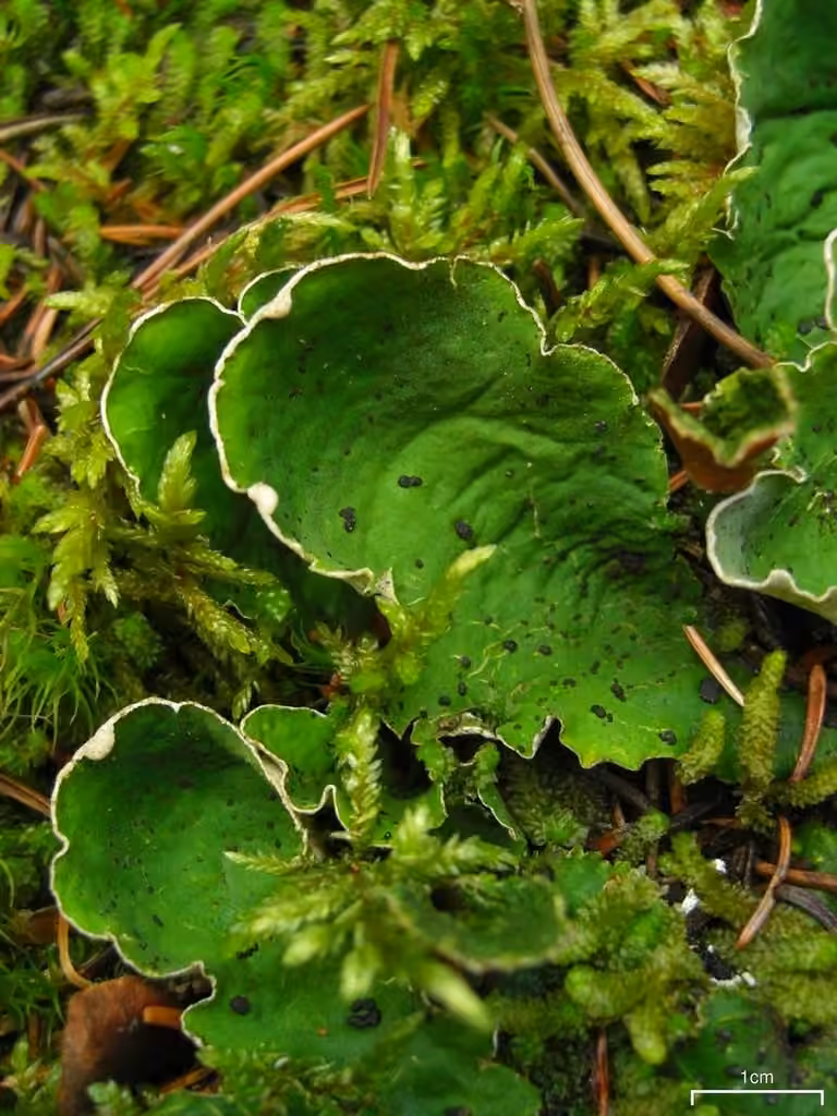 British felt lichen, photo 1 of 5