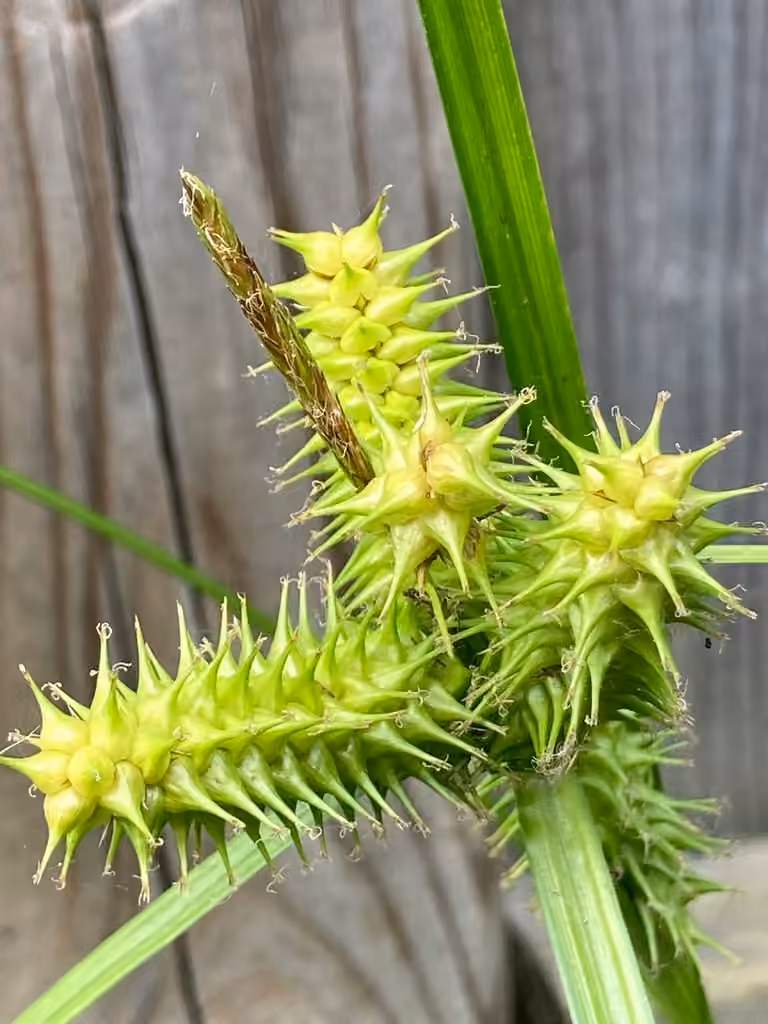 Carex réfléchi, photo 3 sur 5