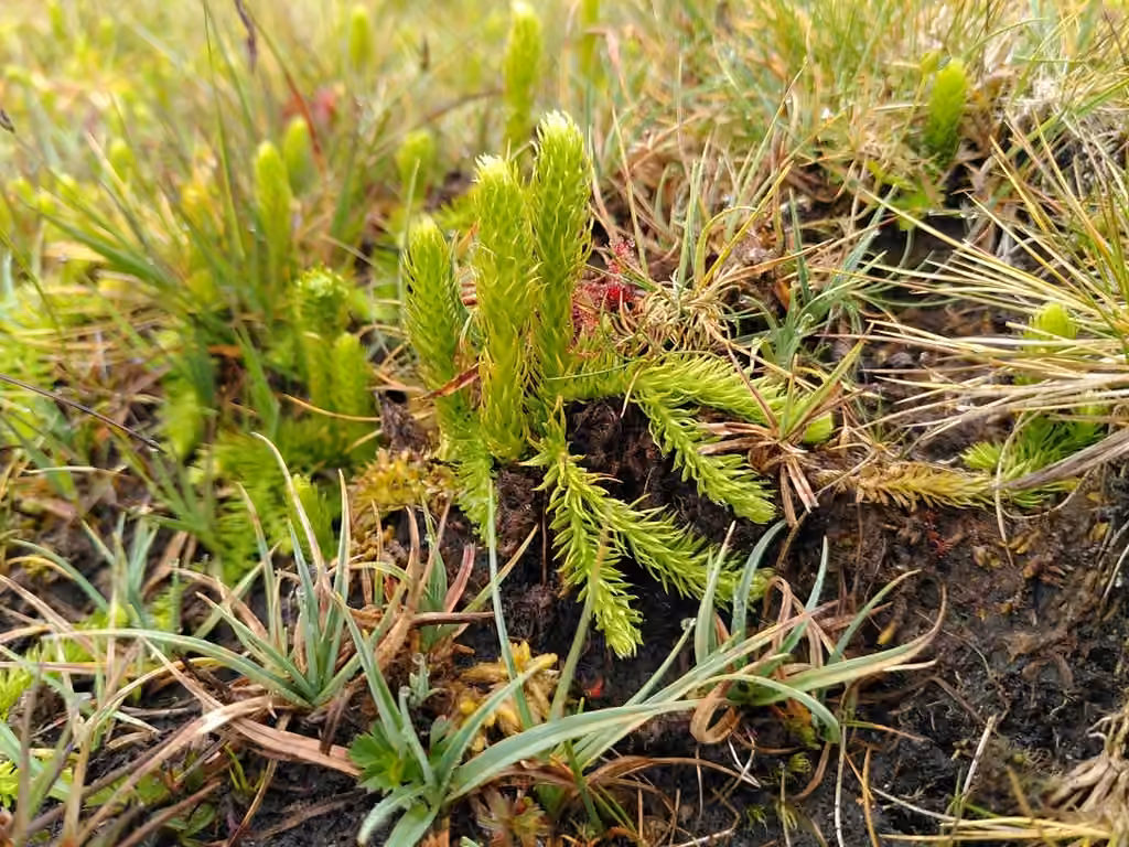 Lycopode inondé, photo 1 sur 5