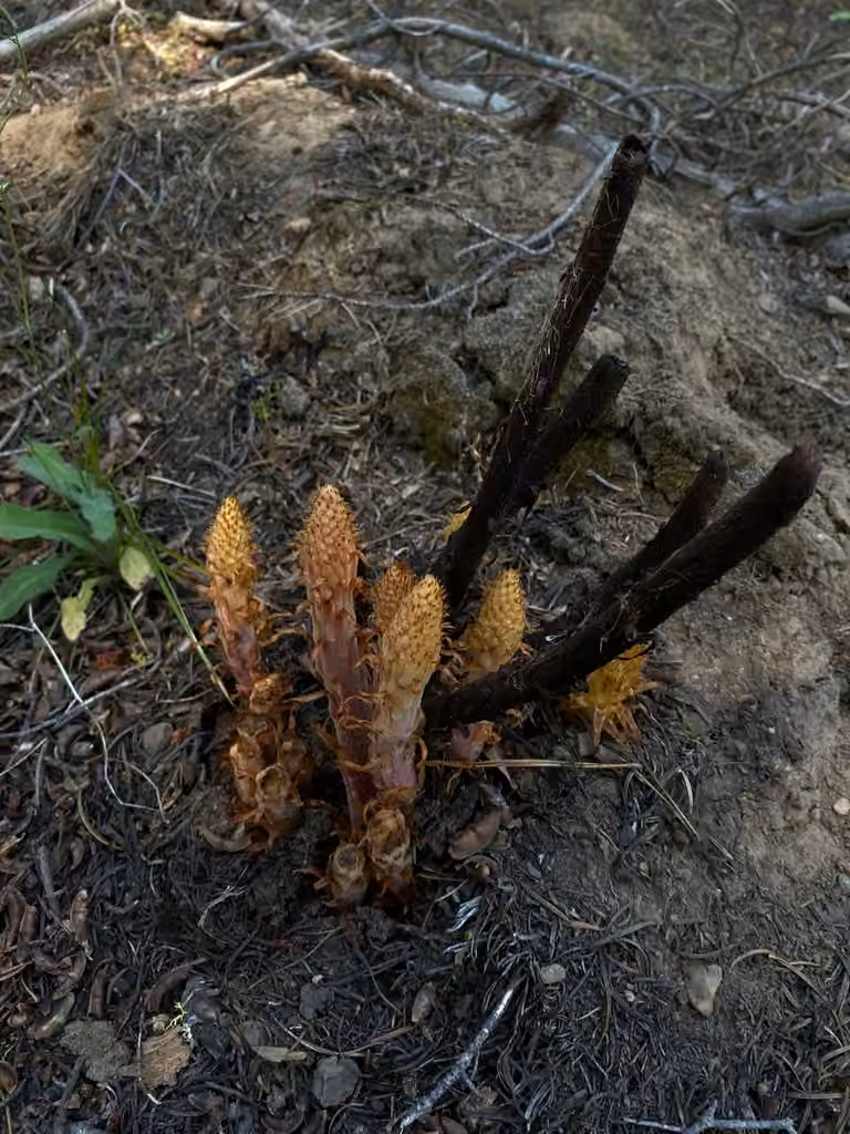 Woodland pinedrops, Flower buds