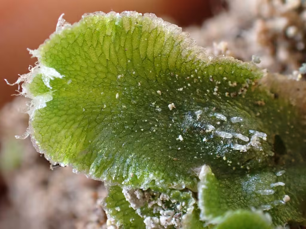 Hyaline Liverwort, photo 2 of 5