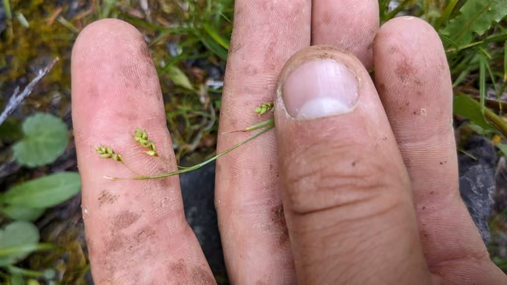 Hair sedge, In flower