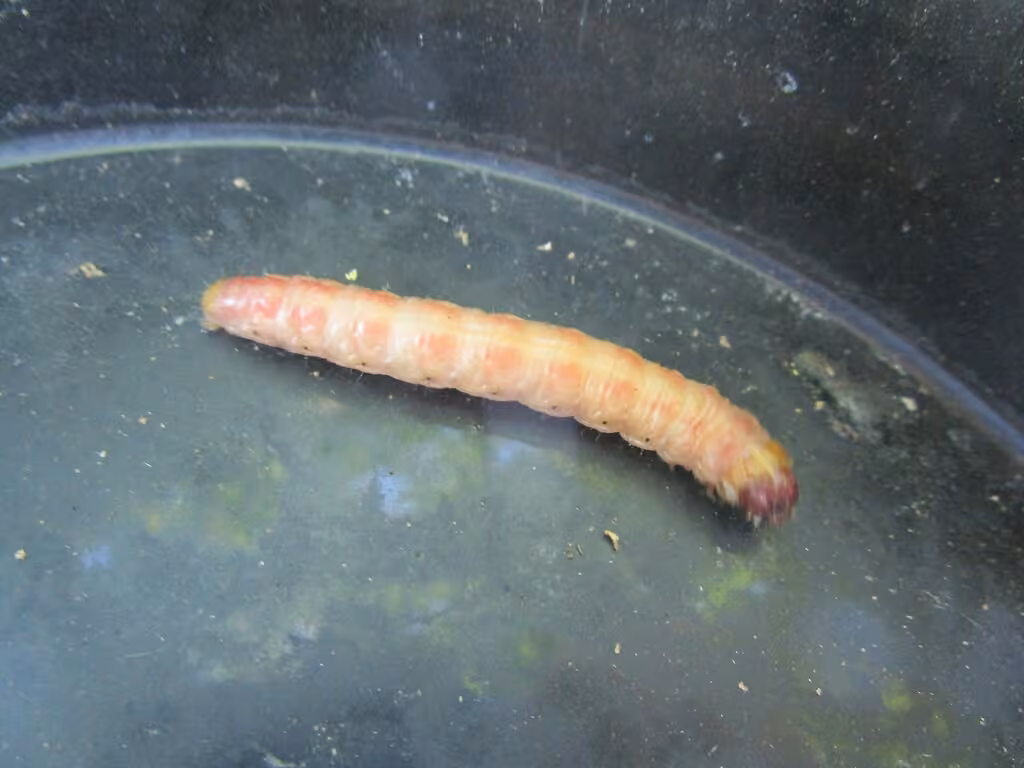 Iris Borer Moth, photo 3 of 5