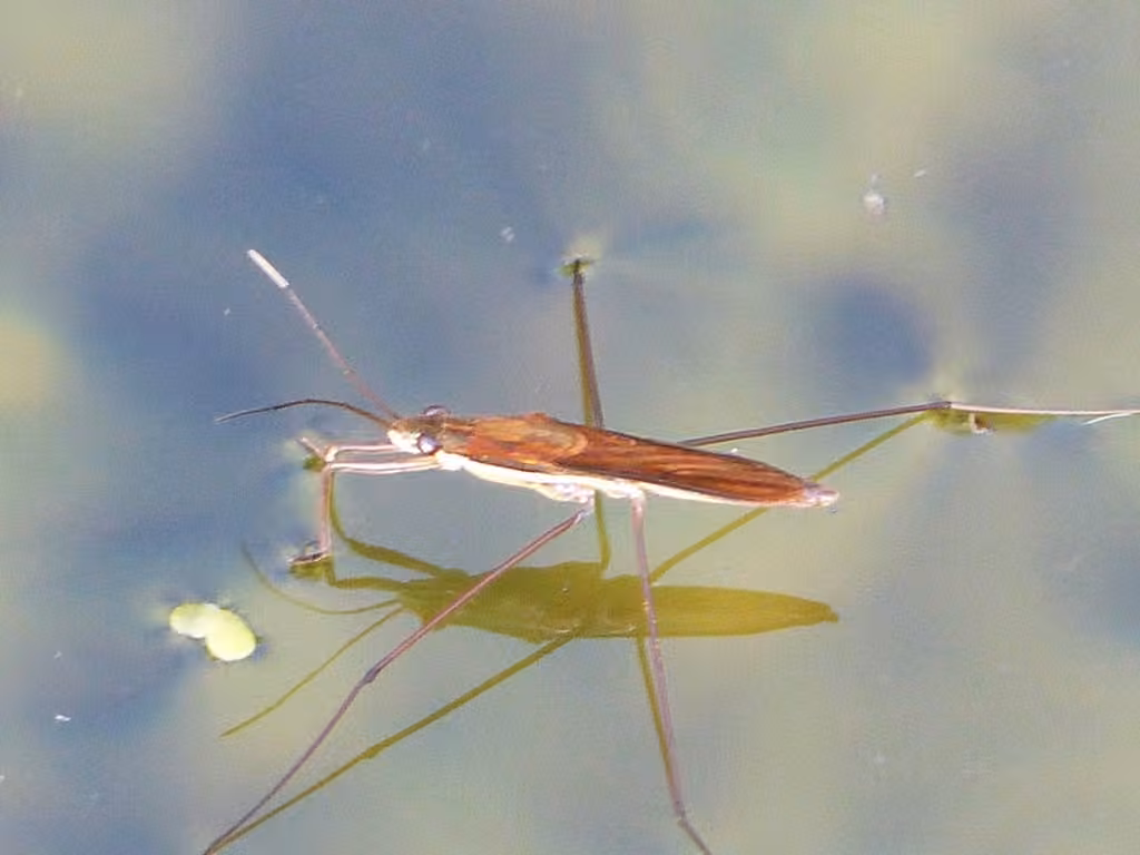 Patineur d'eau ailé, Mâle