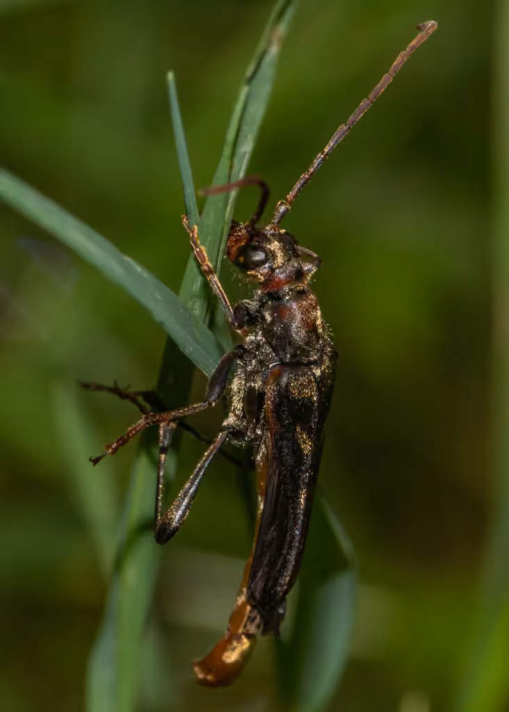 Longicorne scalaire, Mâle