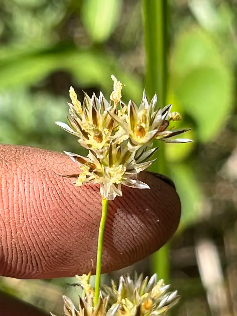 Long-style rush, In flower