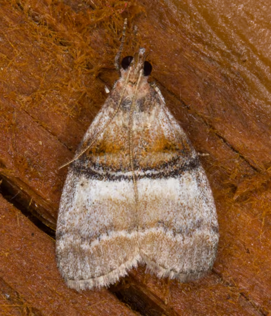 Sycamore Webworm Moth