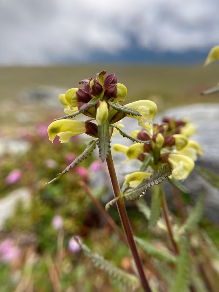 Pédiculaire de Laponie, En fleurs