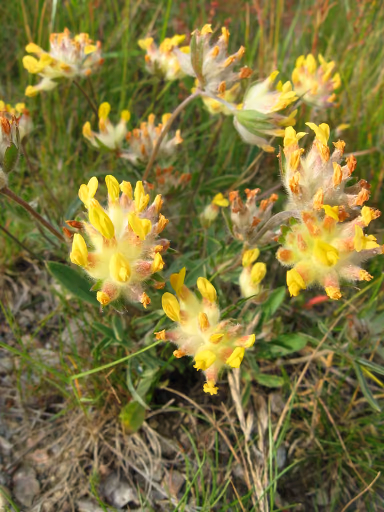 Common kidneyvetch, photo 1 of 5