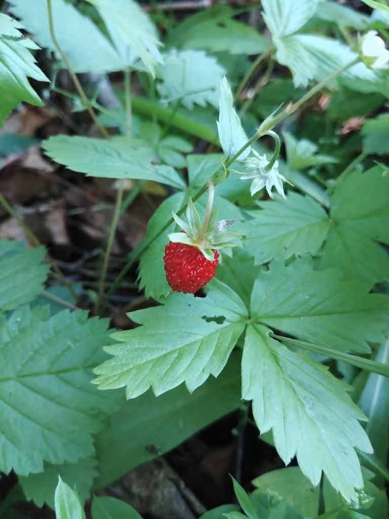 Fraisier des bois, En fruits